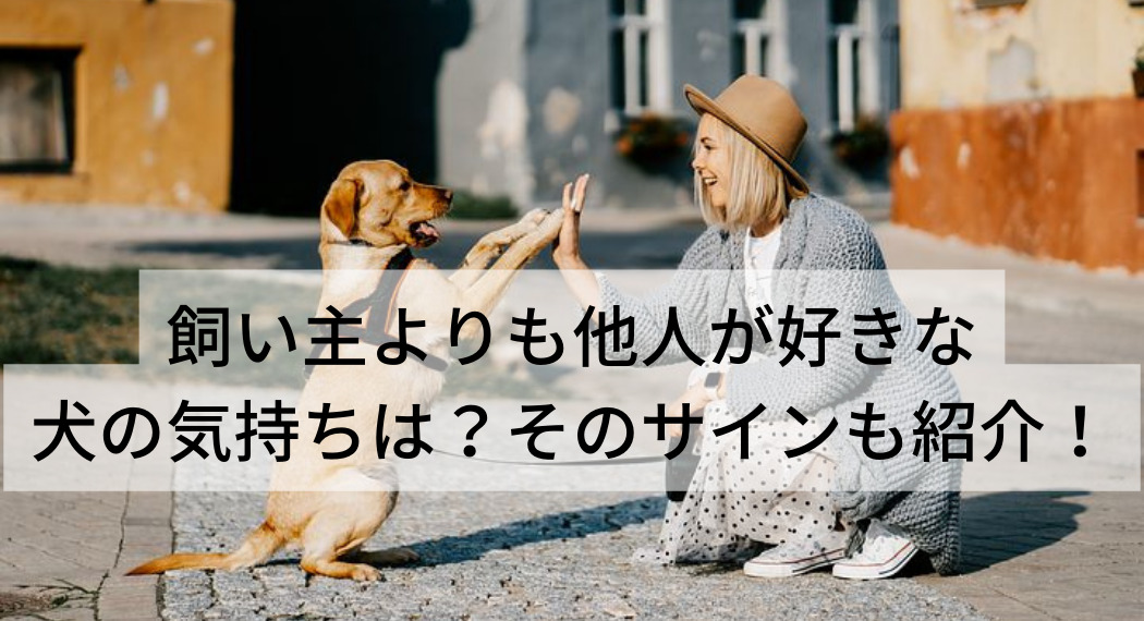 飼い主よりも他人が好きな犬の気持ちは そのサインも紹介 いしをブログ