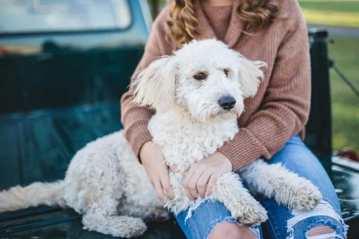 飼い主よりも他人が好きな犬の気持ちは そのサインも紹介 いしをブログ